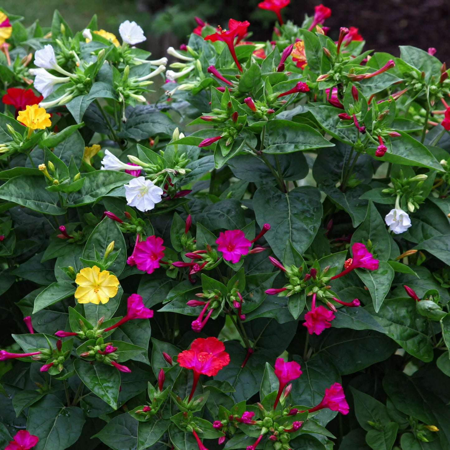 Grow 4 O'Clock flowers in pots – fragrant Mirabilis Jalapa for balconies and patios