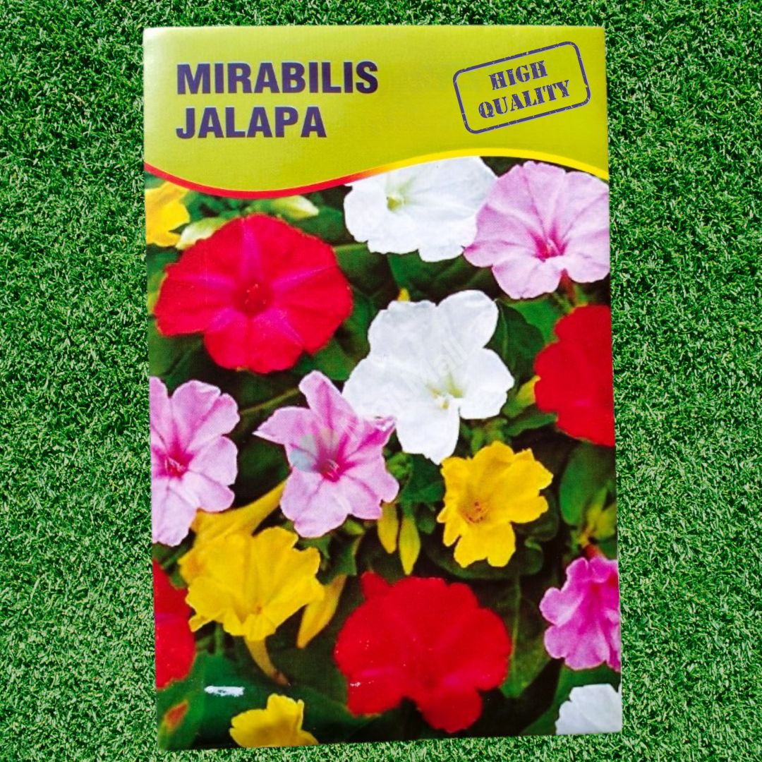 Mirabilis Jalapa flowers in pink and white – 4 O'Clock blooms from evening to night – ideal for pots