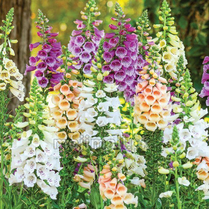 Colorful foxglove flowers in a garden setting
