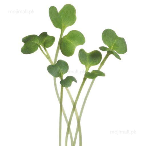 Mizuna Microgreens – Buzzy Seeds (Imported - Limited Stock)-Moji Mall Pakistan