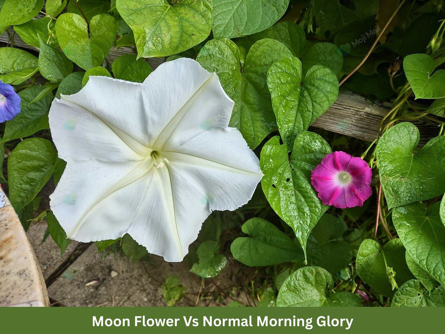 Morning Glory White (Moon Flower) – 10 Seeds-Moji Mall