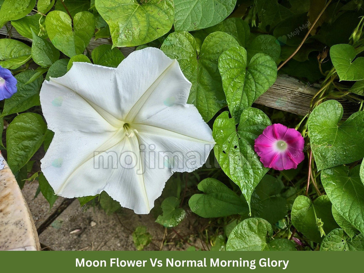 Morning Glory White (Moon Flower) – 10 Seeds-Moji Mall