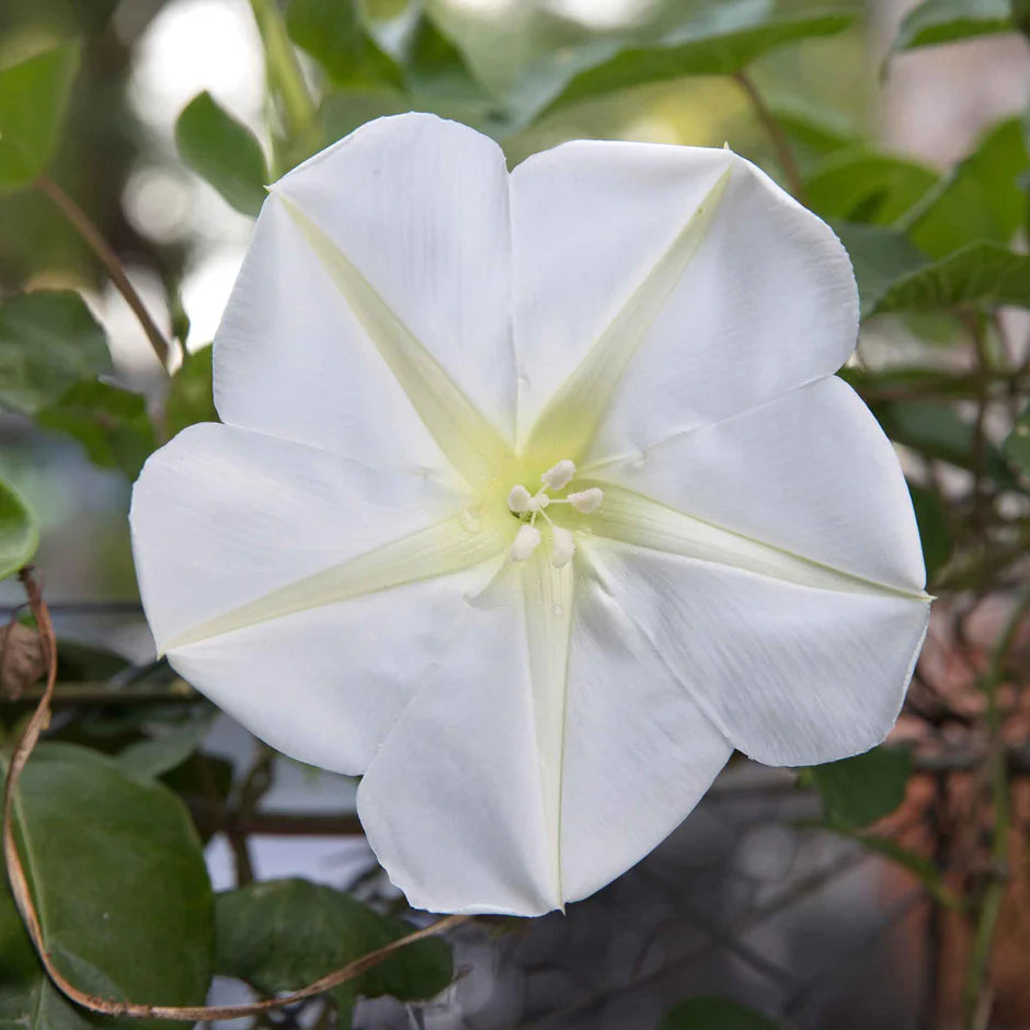 Morning Glory White (Moon Flower) – 5 Seeds