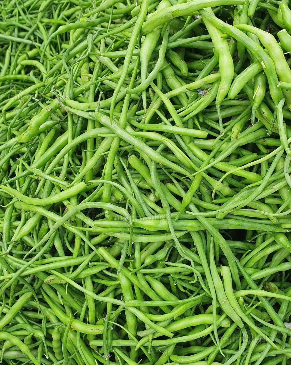 Moongray (دیسی مونگرے کے بیج) – 70+ Seeds-Moji Mall