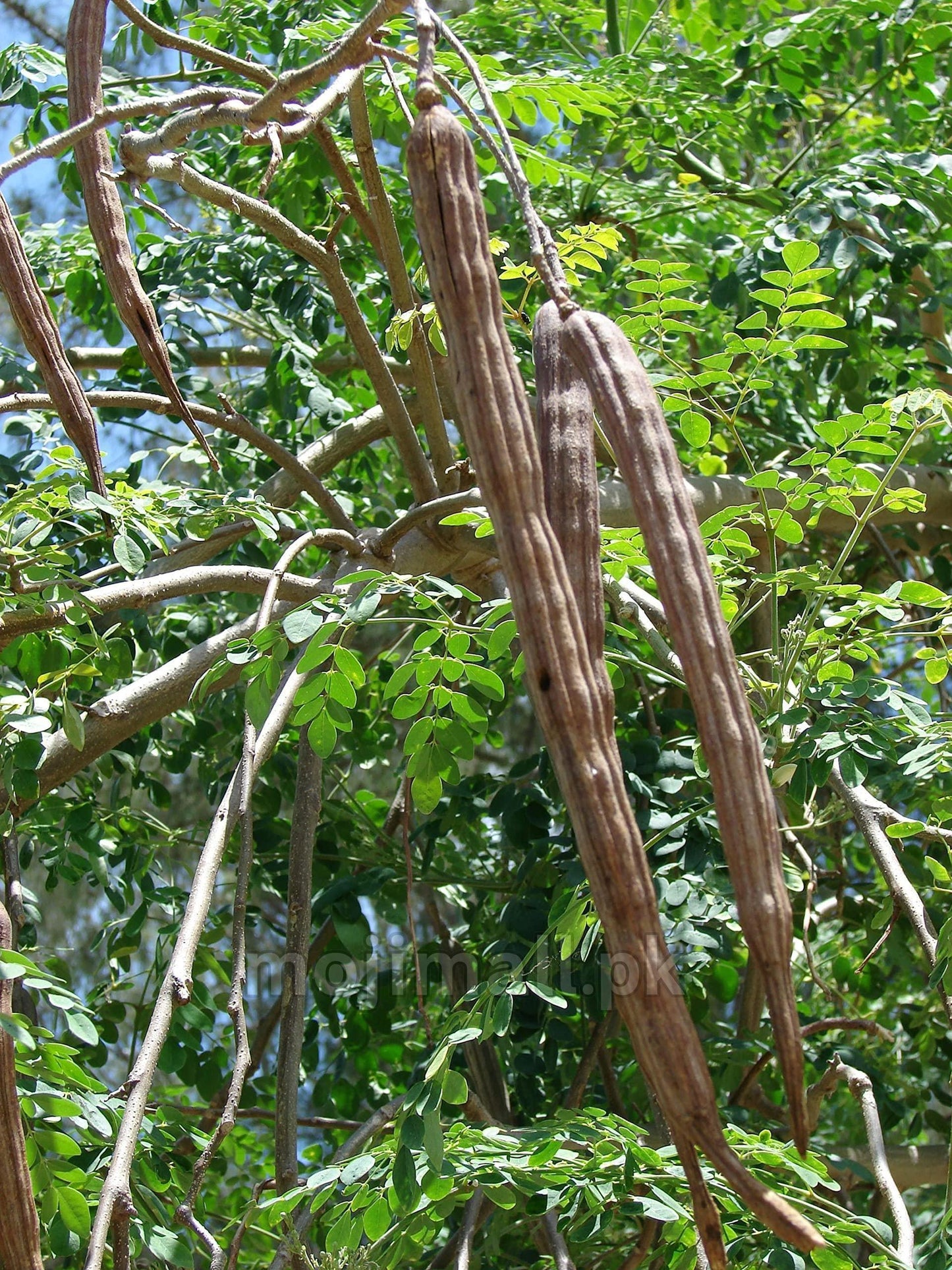 Moringa (سوہانجنا) – 1kg Tree Seeds-Moji Mall Pakistan