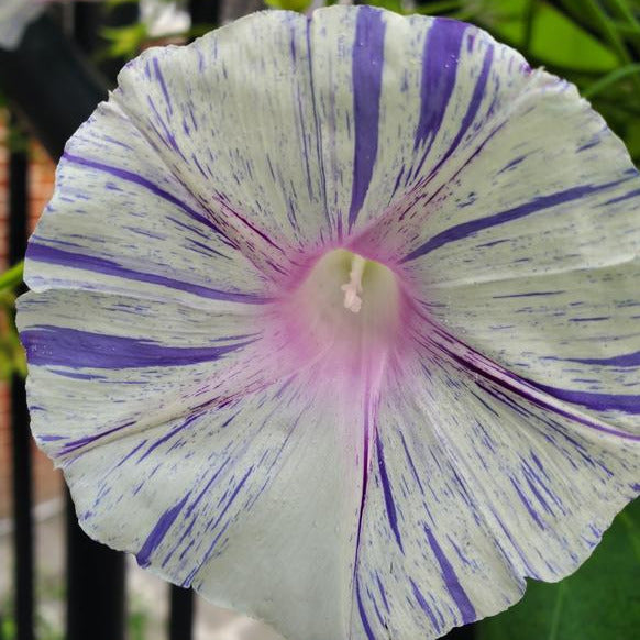 Morning Glory (Carnevale di Venezia) – Seeds