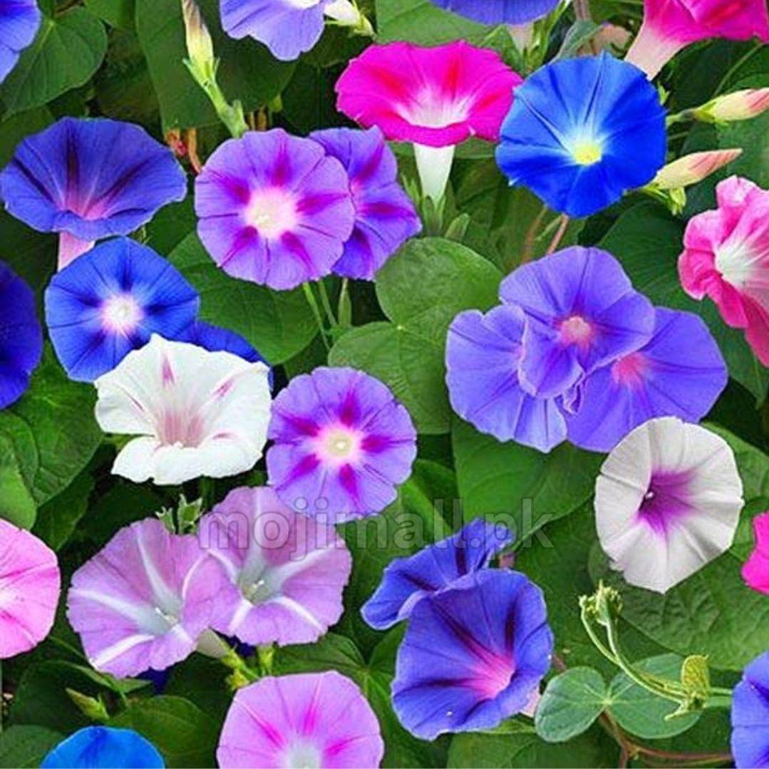 Potted Morning Glory plant with colorful flowers trailing over the edge