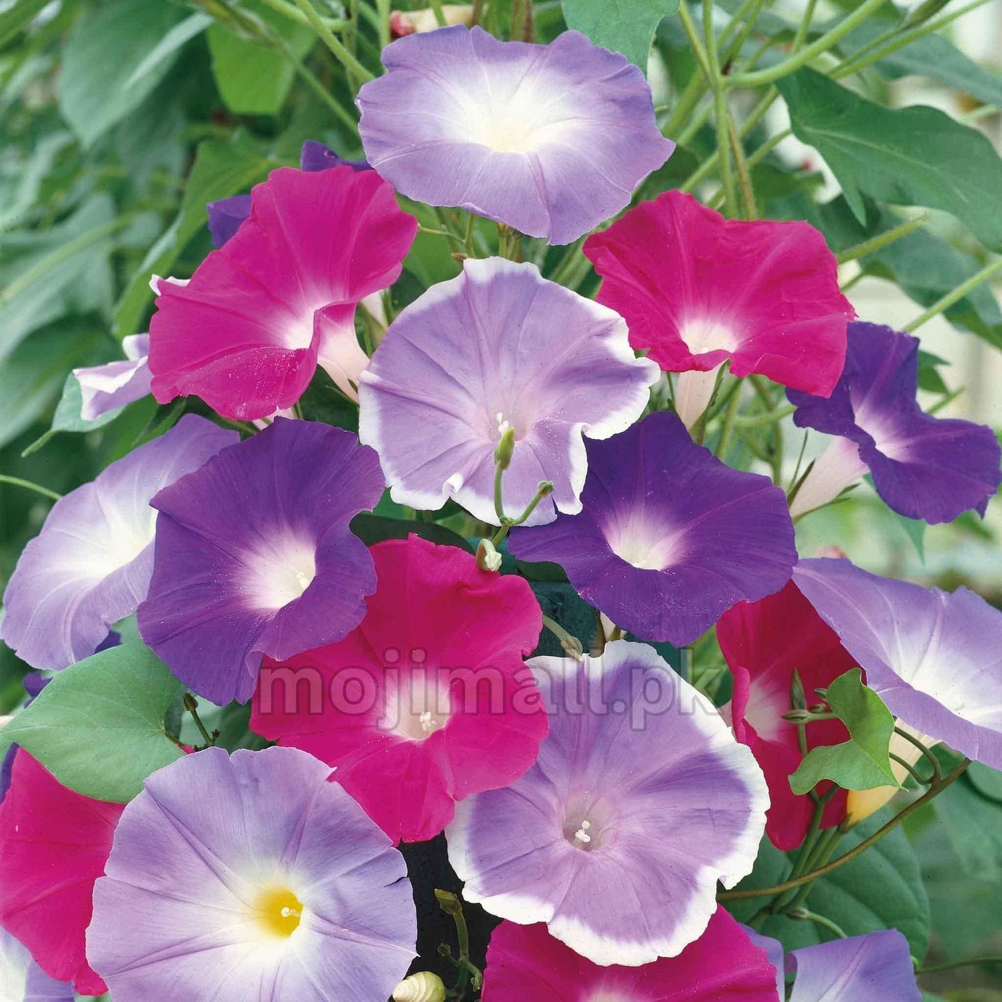 Morning Glory (Early Call) Mix – 10 Seeds-Moji Mall