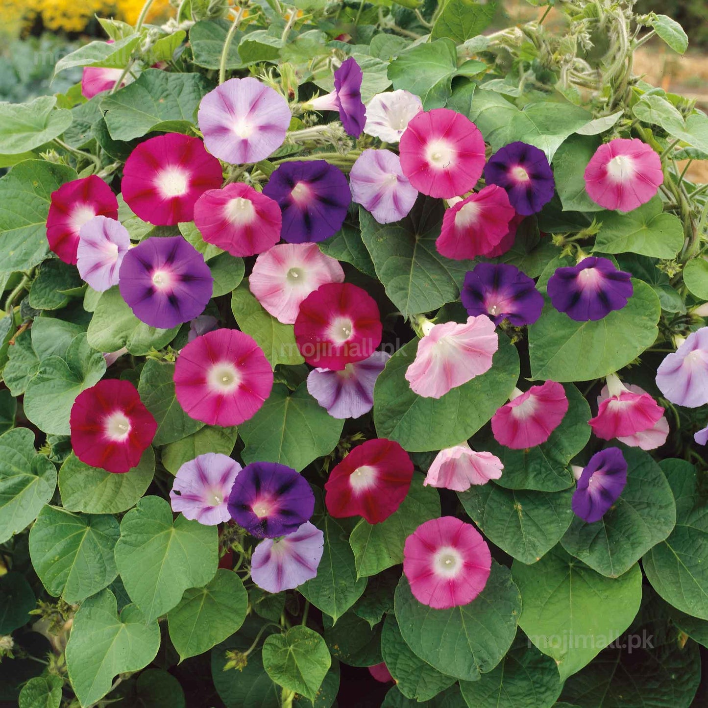 Morning Glory Field Grown Mix flowers in naturally varied colours growing on climbing vines by moji mall