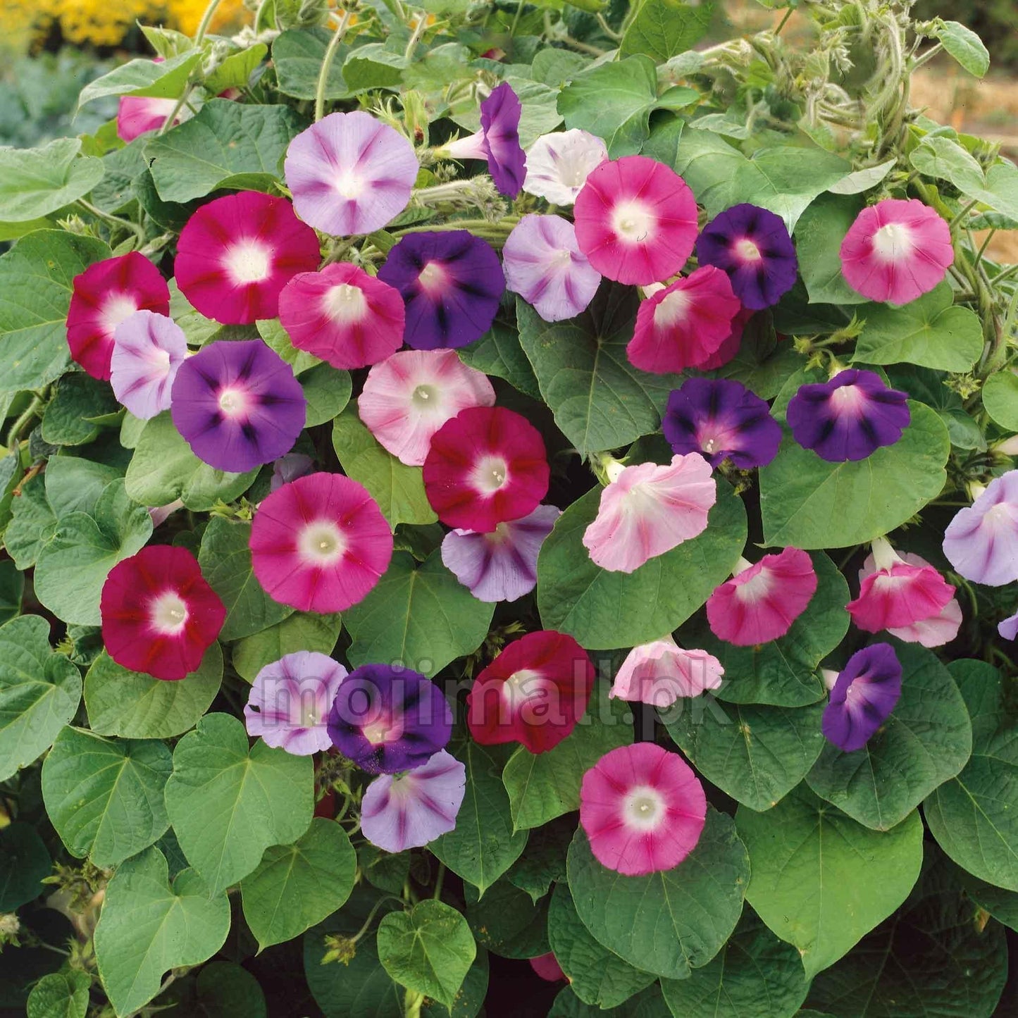 Morning Glory Field Grown Mix flowers in naturally varied colours growing on climbing vines by moji mall