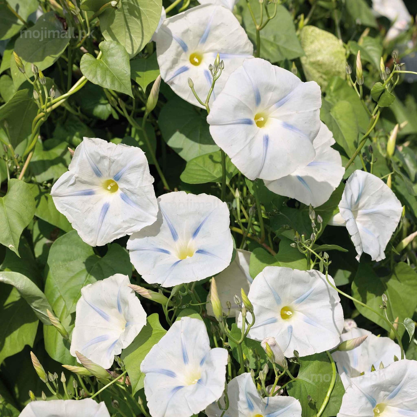 Morning Glory (Ismay) – 5 Seeds-Moji Mall