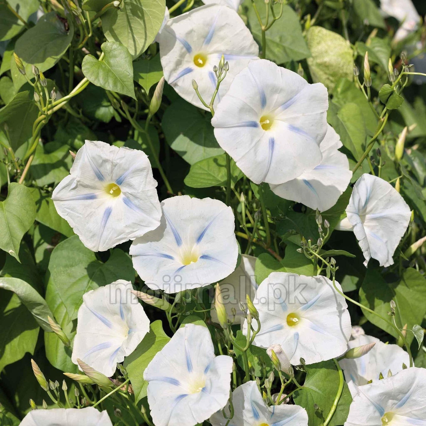 Morning Glory (Ismay) – 5 Seeds-Moji Mall