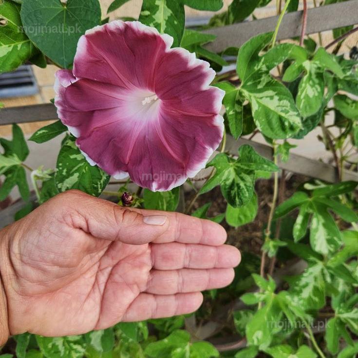 Morning Glory (Chocolate) Seeds-Moji Mall