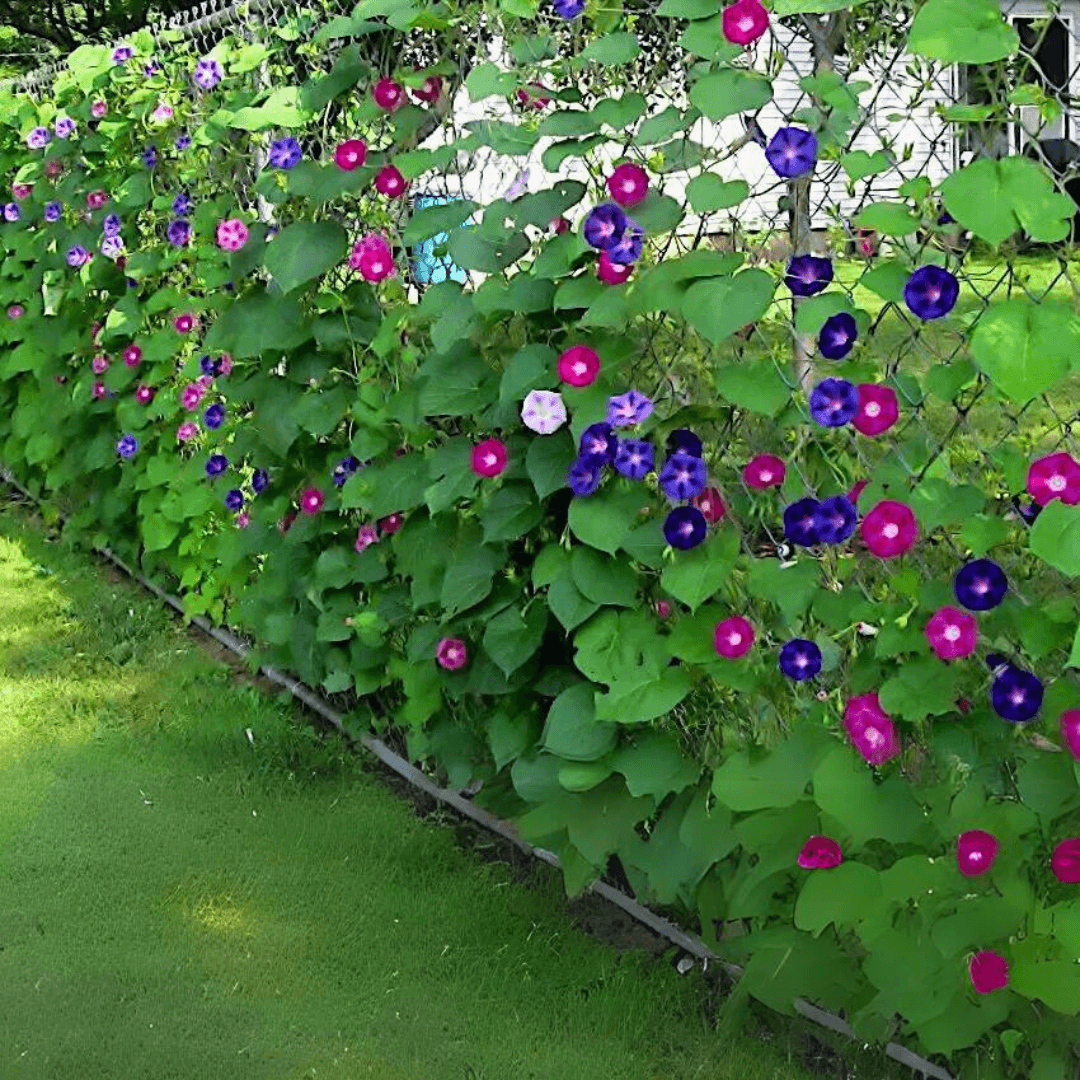 Morning Glory vine climbing a garden fence, showcasing its vibrant blooms