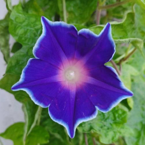 Morning Glory Blue Picotee 5 Seeds