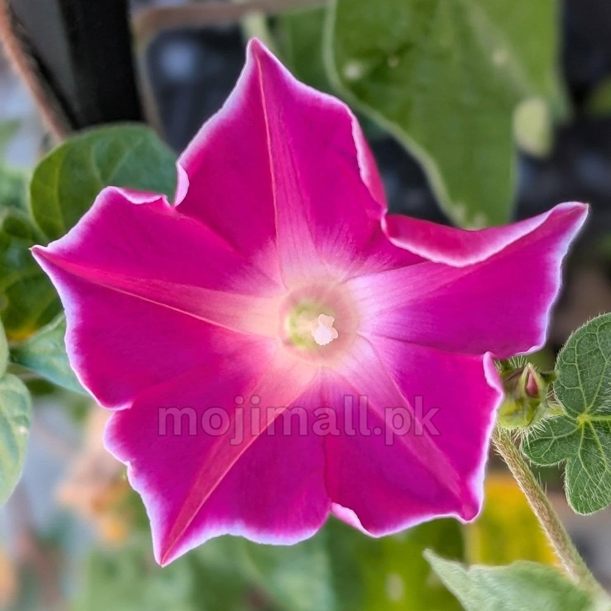 Morning Glory (Red Picotee) – 5 Seeds-Moji Mall