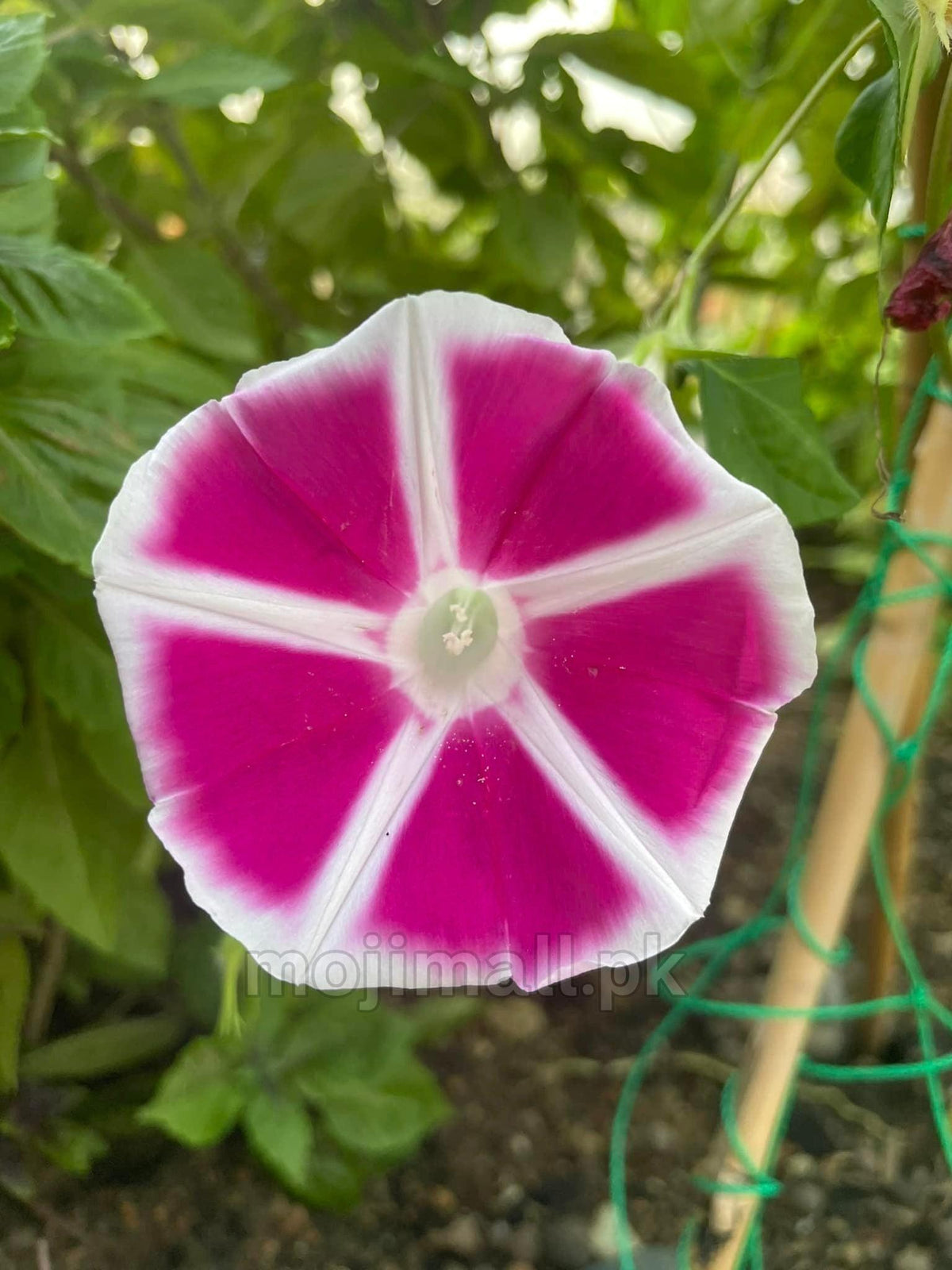 Morning Glory (Rosita) – 5 Seeds-Moji Mall