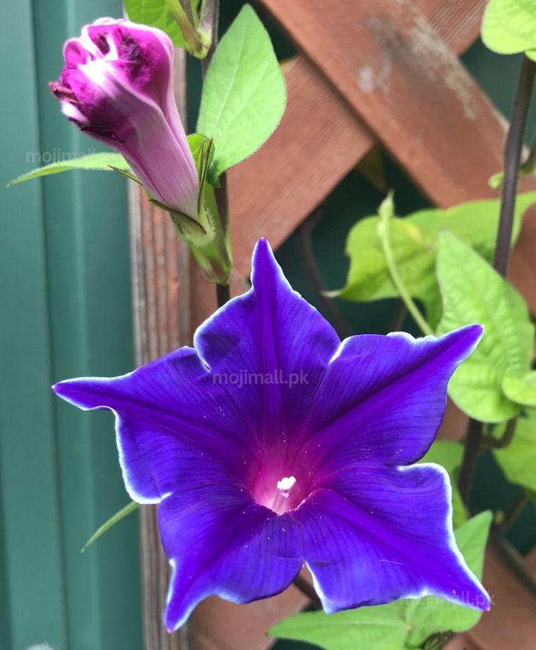 Morning Glory (Blue Picotee) – 5 Seeds-Moji Mall