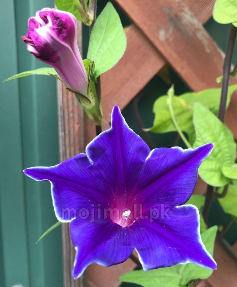 Morning Glory (Blue Picotee) – 5 Seeds-Moji Mall