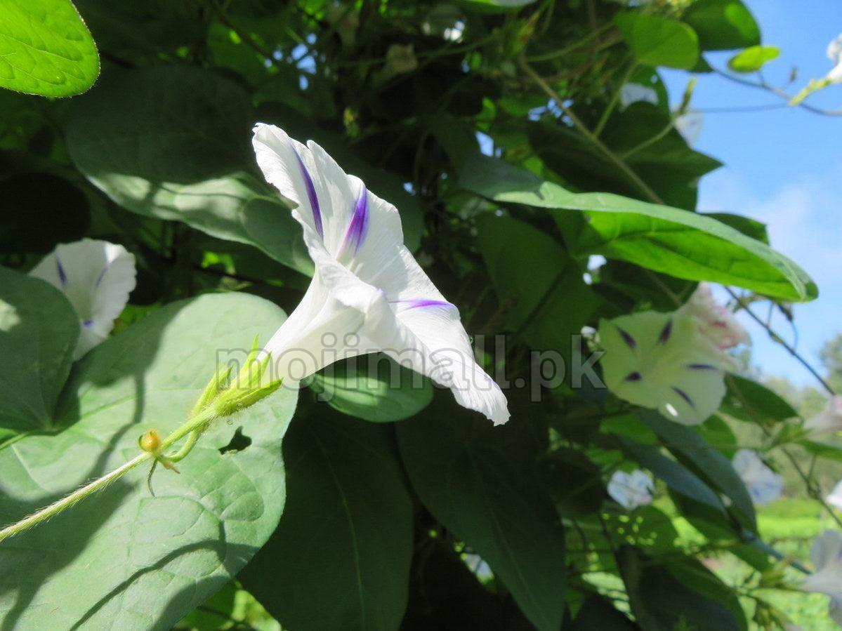 Morning Glory (Milky Way) – 10 Seeds-Moji Mall