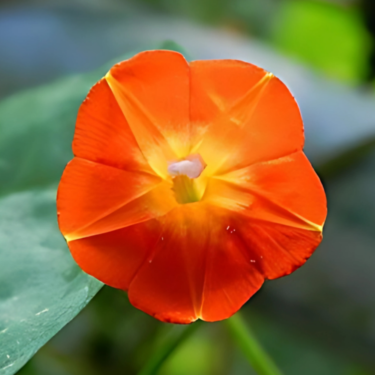 Morning Glory (Orange) Seeds