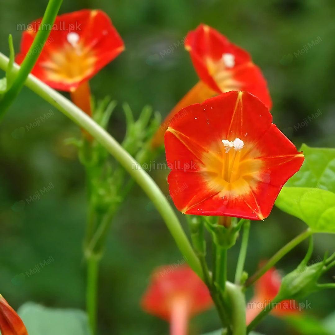 Morning Glory (Orange) – 10 Seeds-Moji Mall