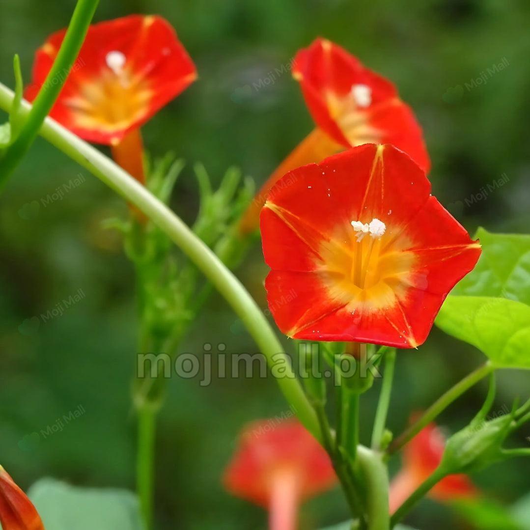 Morning Glory (Orange) – 10 Seeds-Moji Mall