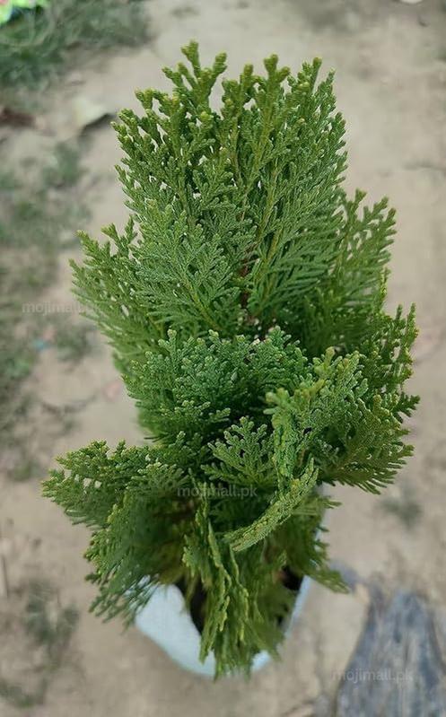 Mor Pankh (Thuja) – 150+ Tree Seeds-Moji Mall