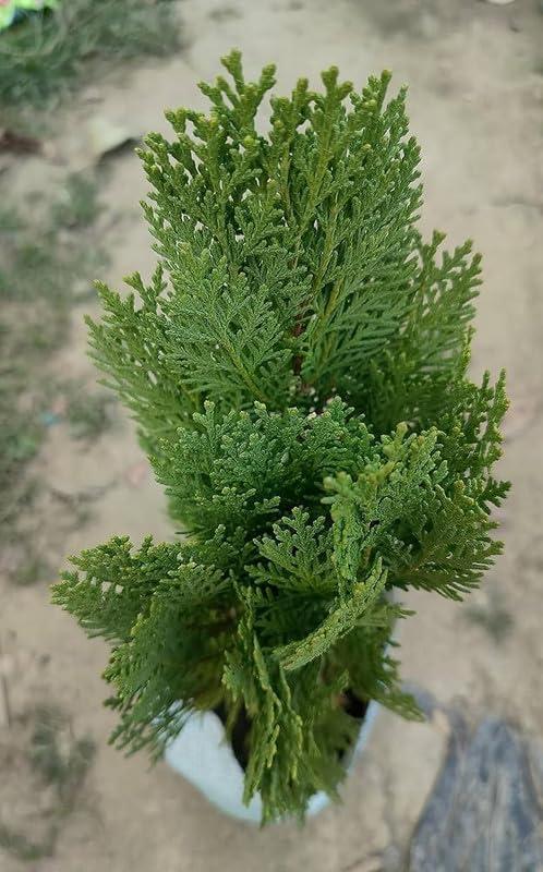 Mor Pankh (Thuja) – 150+ Tree Seeds-Moji Mall