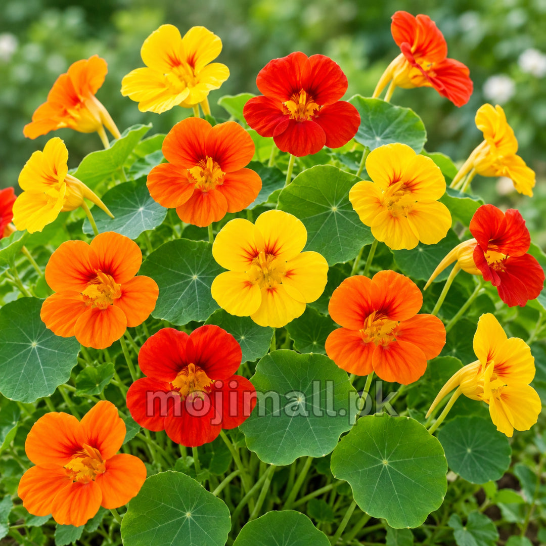 Nasturtium blooms in red, orange and yellow rise above round green leaves in Moji Mall’s mixed flower seed range for Pakistan