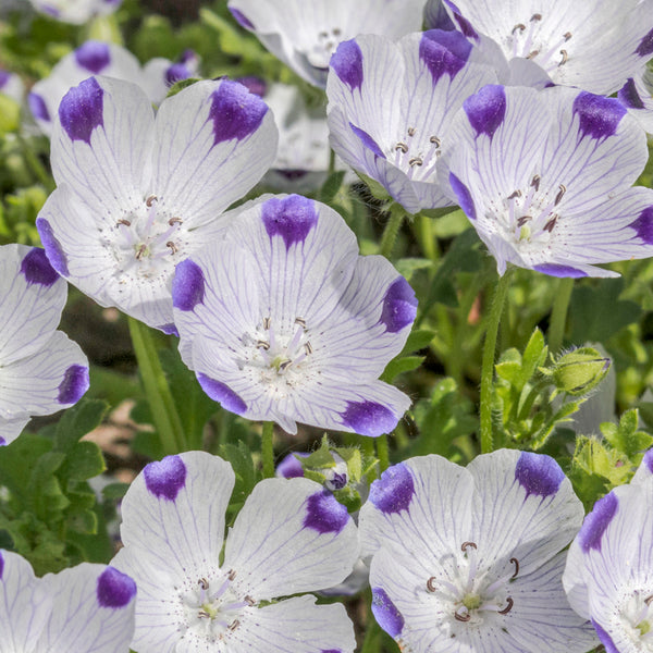 Five Spot (Nemophila maculata) - Seeds (WINTER)