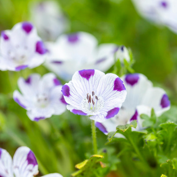 Five Spot (Nemophila maculata) - Seeds (WINTER)
