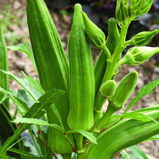Lady Finger – F1 Hybrid 25+ Seeds