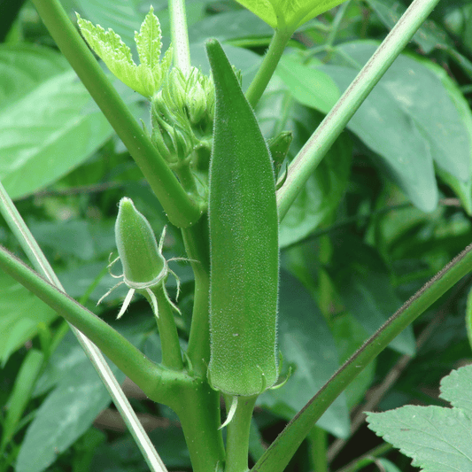 Lady Finger (دیسی بھنڈی کے بیج) – 50+ Seeds