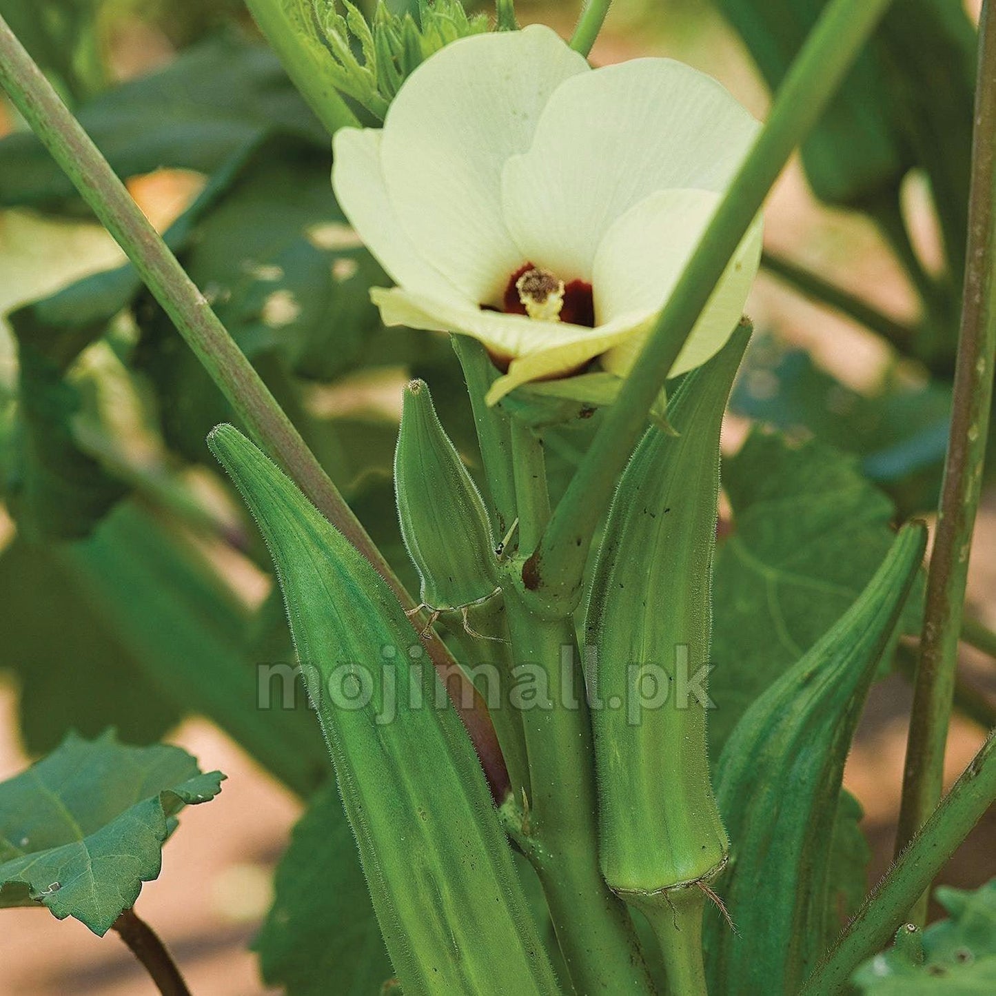 Lady Finger – F1 Hybrid 40+ Seeds-Moji Mall