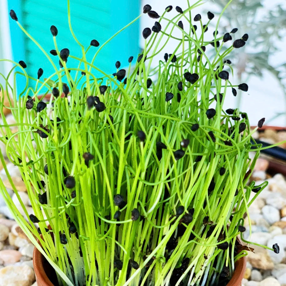onion sprouting seeds
