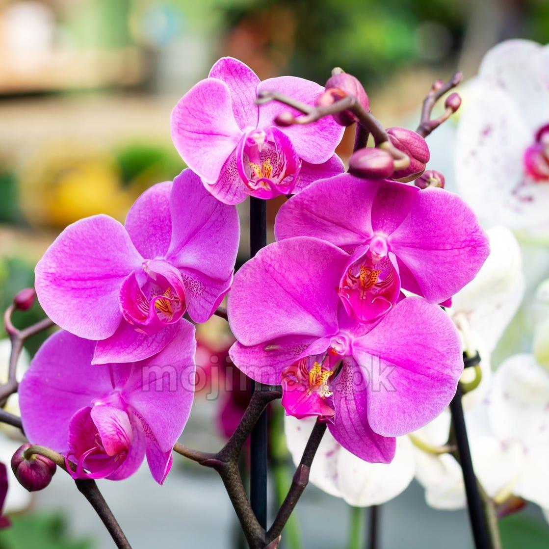 Orchid Food-Moji Mall