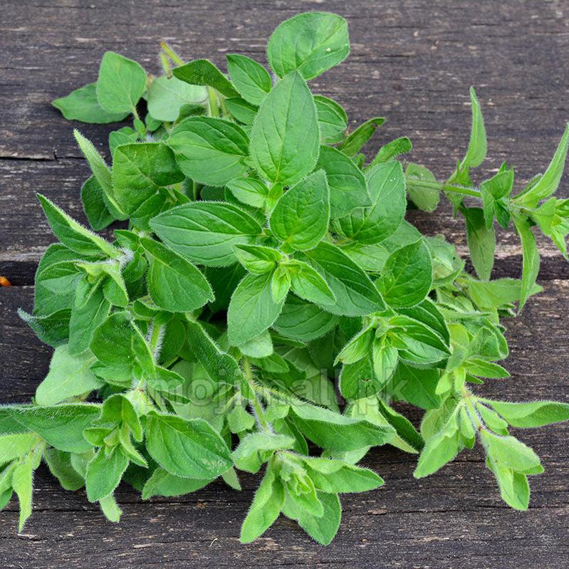 Oregano – 50+ Seeds-Moji Mall