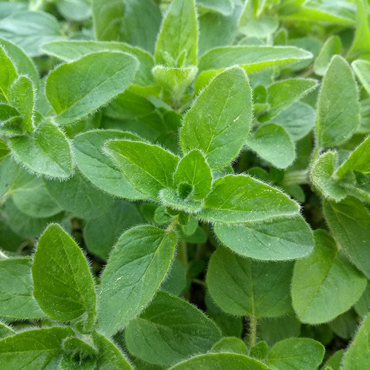Oregano – 50+ Seeds