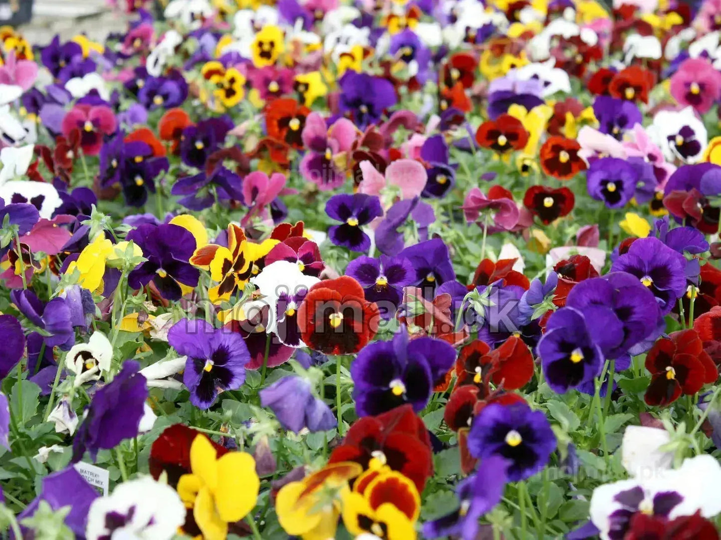 Pansy (گل بنفشہ) Mix – 30+ Seeds-Moji Mall