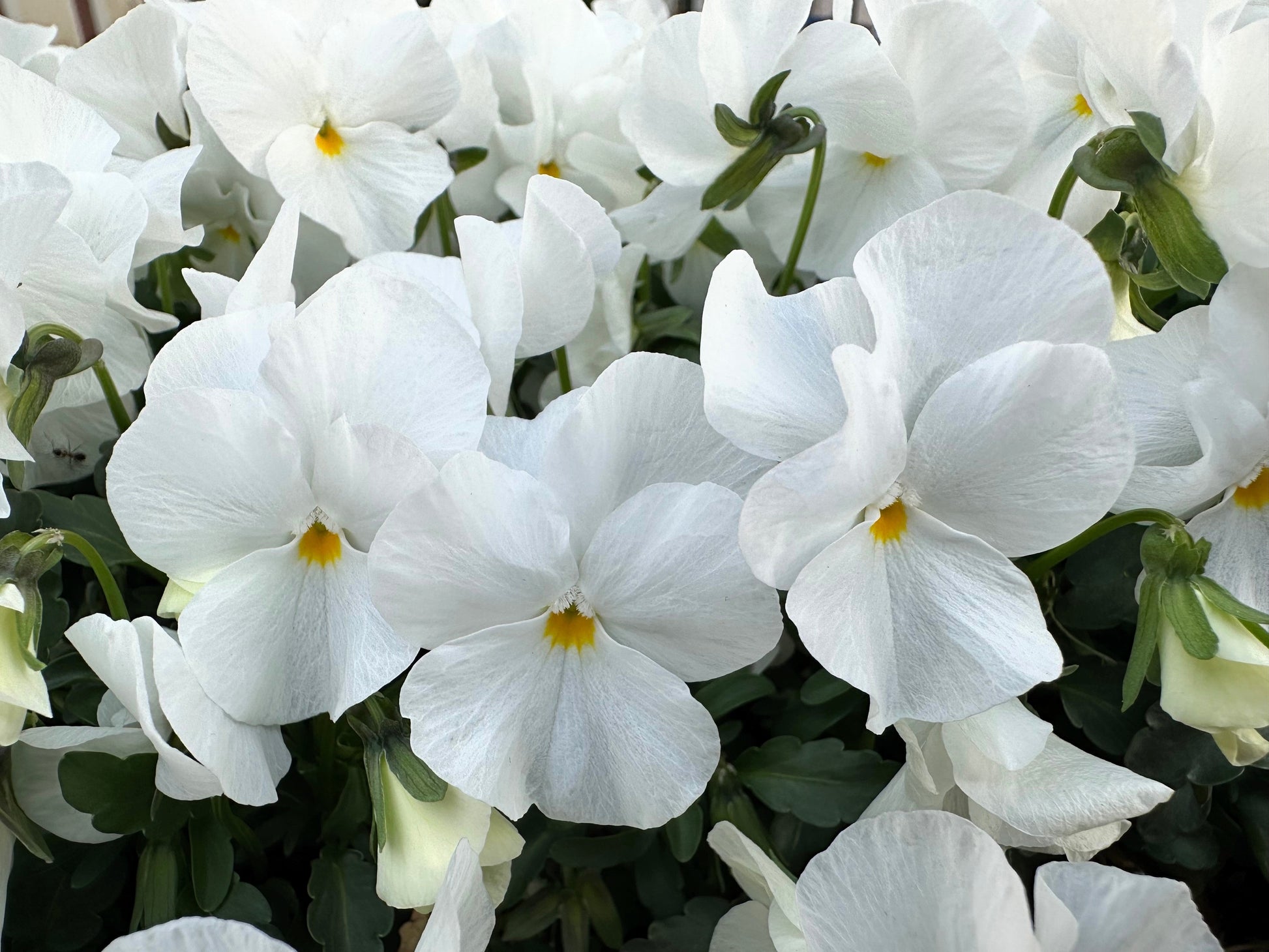 Close-up of white pansy flowers with green leaves grown from seeds