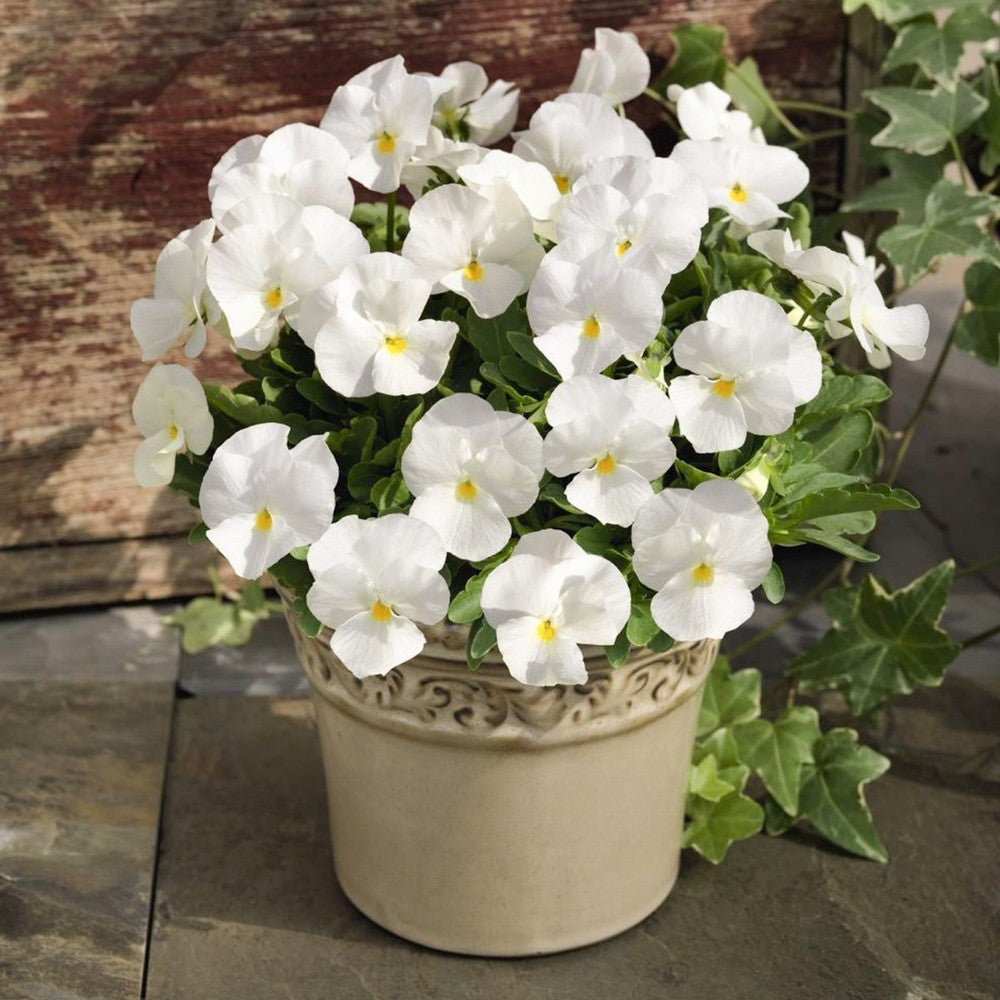 Potted plant with white pansy flowers on a wooden surface