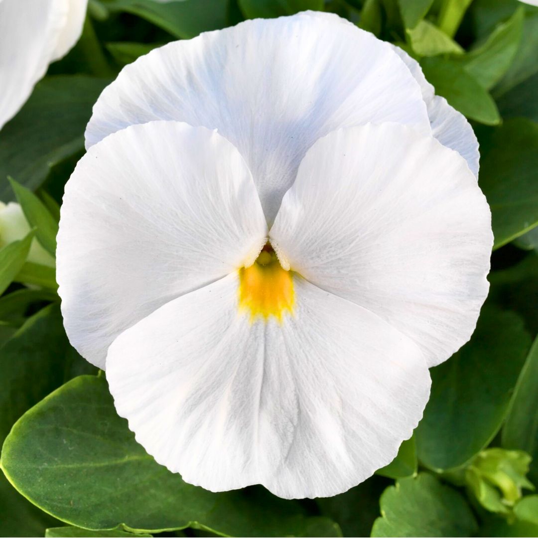 White pansy flower with a yellow center on green leaves