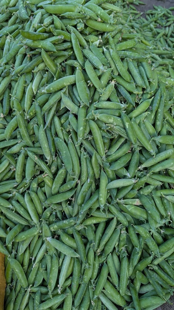 Pea – F1 Hybrid 15+ Seeds