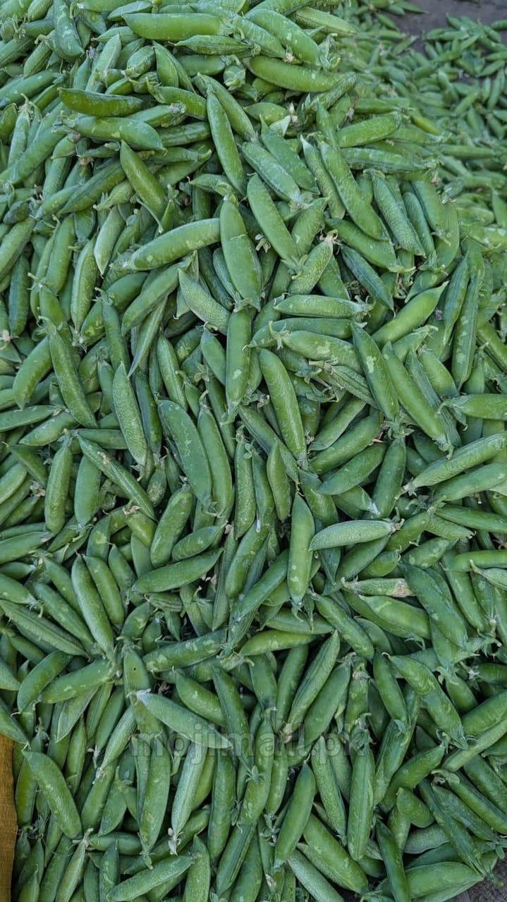 Pea – F1 Hybrid 15+ Seeds-Moji Mall
