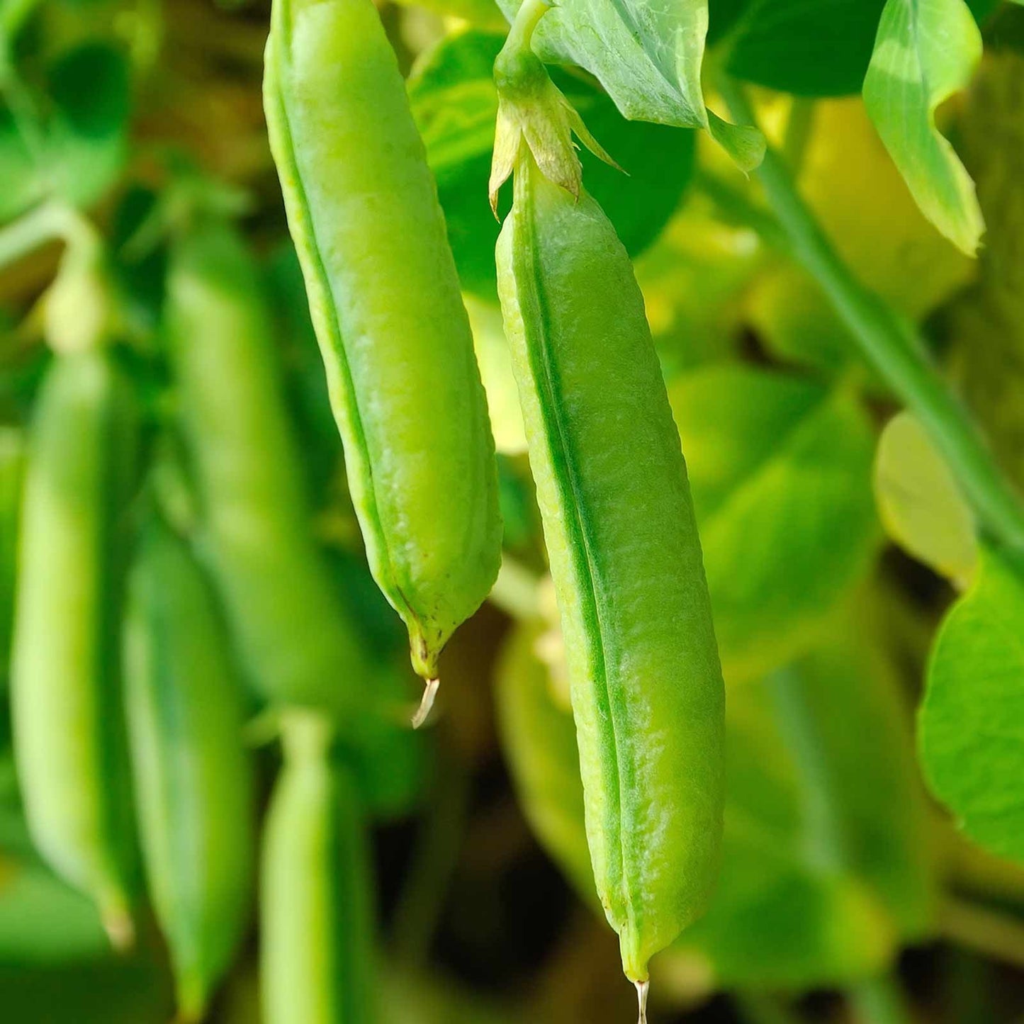 Healthy pea pods on the plant, grown from high-quality Mojimall pea seeds, showcasing vibrant green growth.