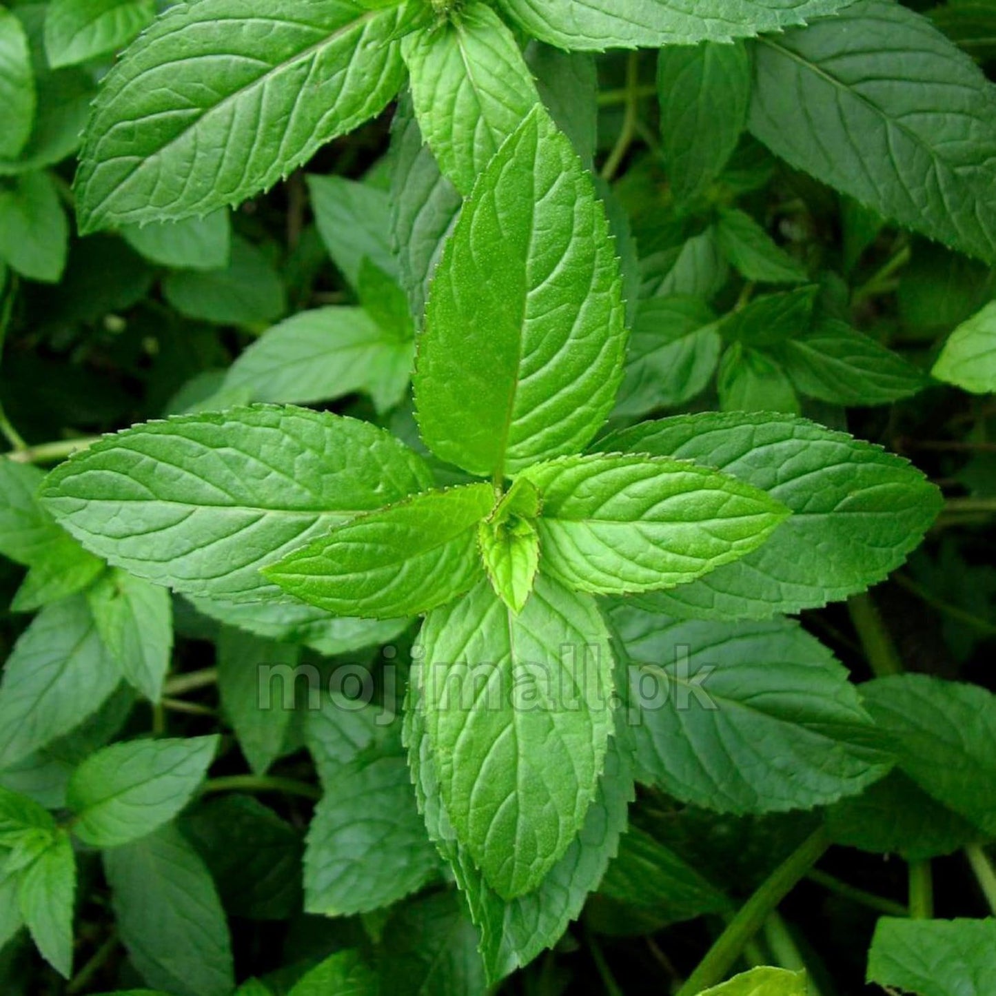 A close-up image of fresh mint leaves with a vibrant green color.
