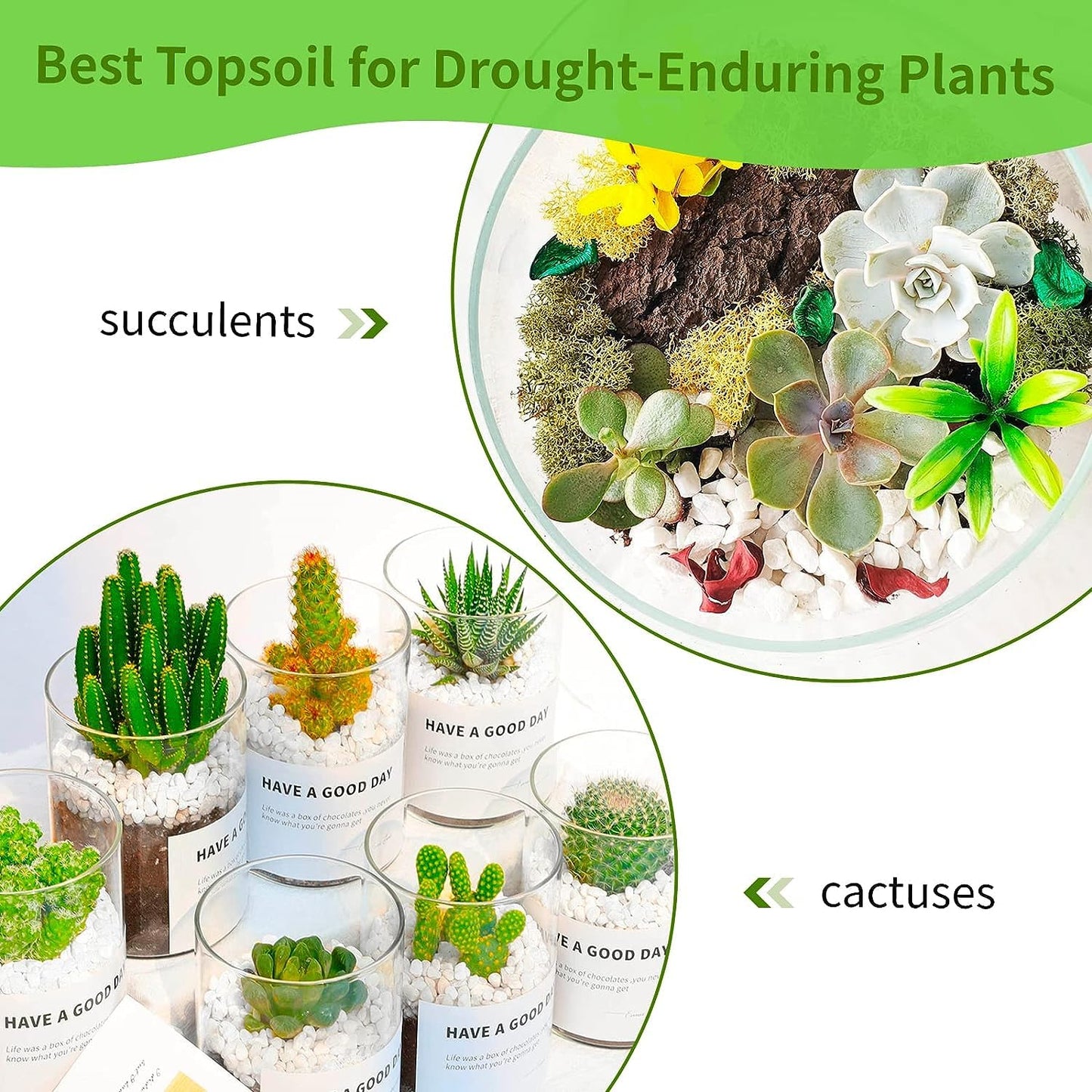 Perlite for cactus and succulents