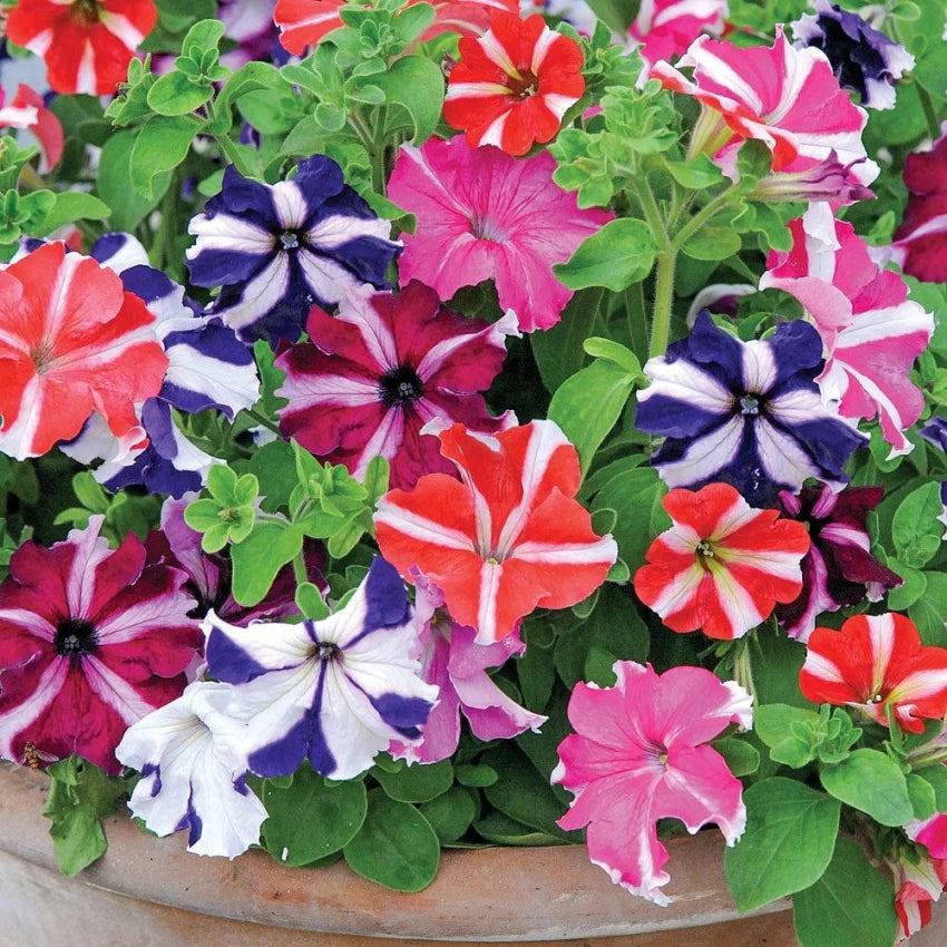 Petunia Star Mix (گل اطلس) - Seeds (WINTER)