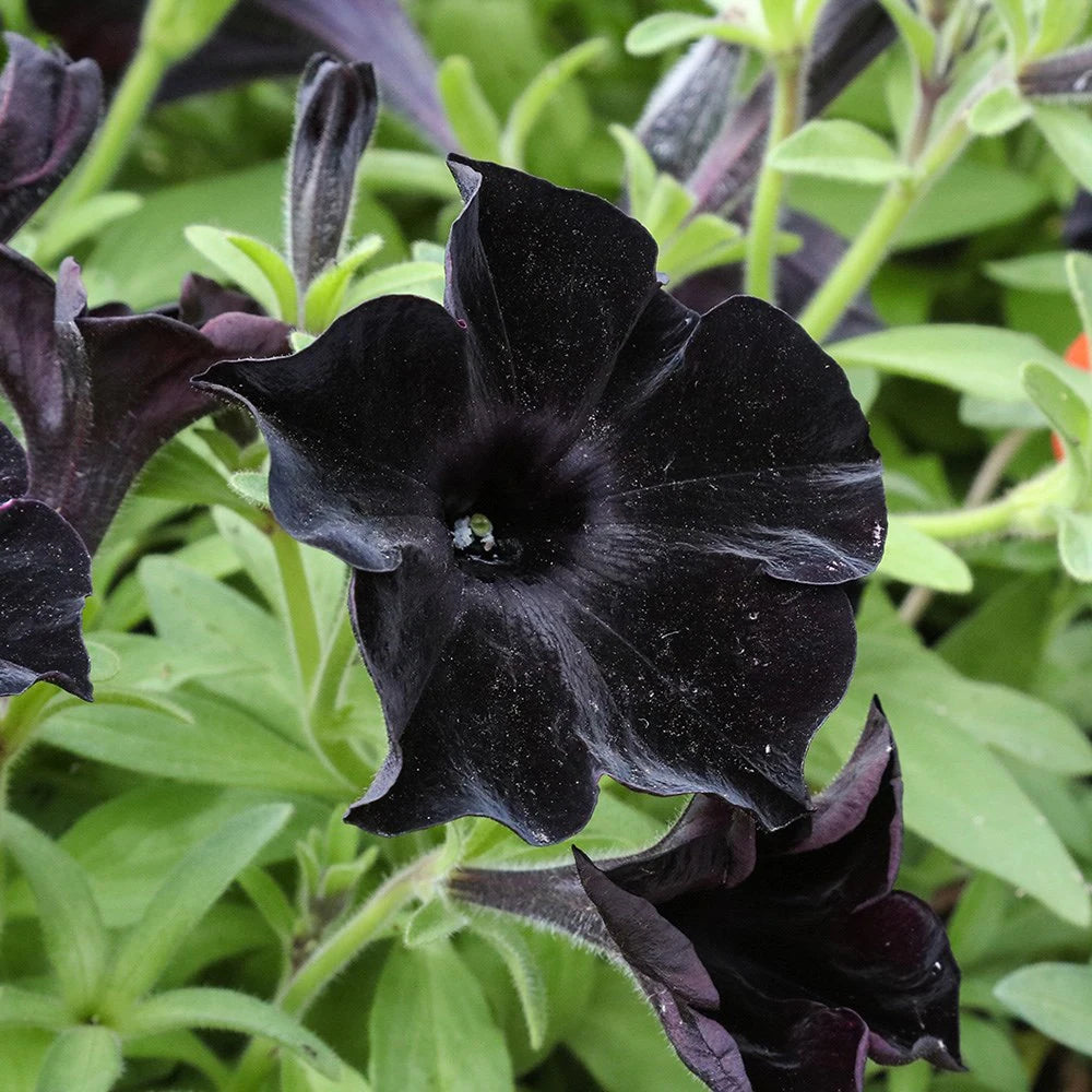 Petunia Black – F1 Hybrid 20 Seeds